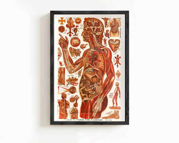 Vintage anatomical poster chart , science anatomy, human nerves and muscular system, medicine vintage poster | Clinic Decor Wall Art
